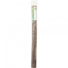Bamboo 150 cm pack de 25 pc
