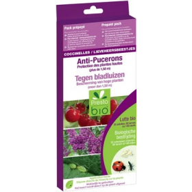 COCCINELLES CONTRE LES PUCERONS SUR PLANTES HAUTES