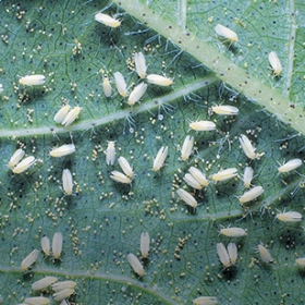 Natria Anti-Sect Bio 250 ml Solabiol